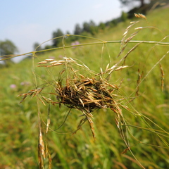 Cheiracanthium erraticum