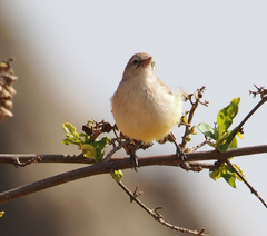 Eremomela icteropygialis