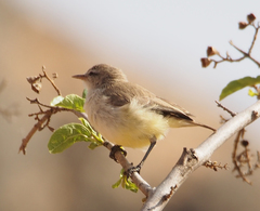 Eremomela icteropygialis
