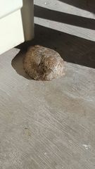 Caprimulgiformes