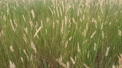 Agropyron
