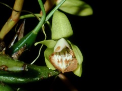 Coelogyne