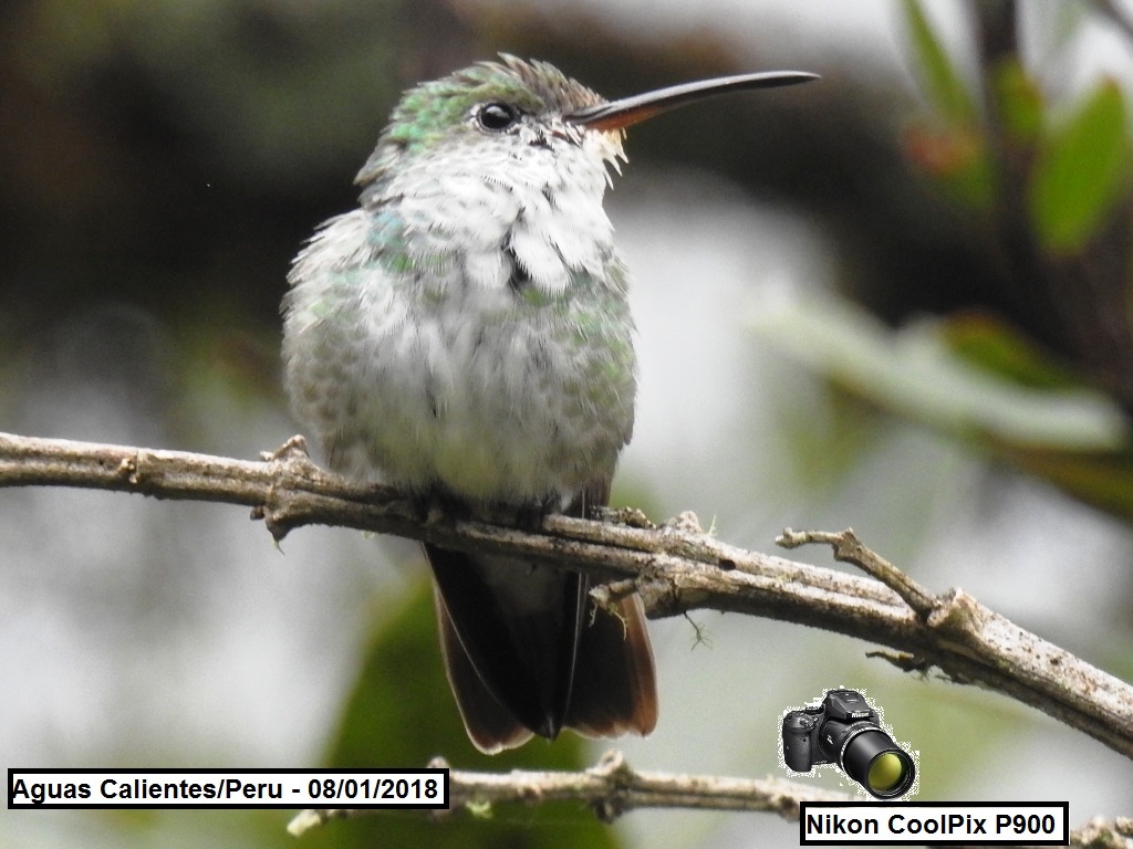 Green-and-white Hummingbird (Elliotomyia viridicauda), photo 7