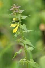 Melampyrum italicum