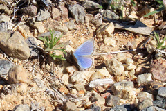 Zizina otis labradus