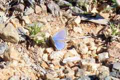 Zizina otis labradus