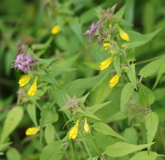 Melampyrum italicum