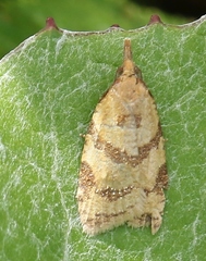 Sparganothis pilleriana