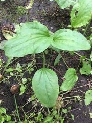 Plantago major