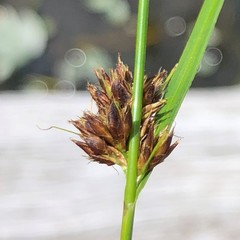 Rhynchospora capitellata