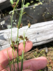 Rhynchospora capitellata