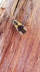 Chauliognathus distinguendus