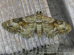 Eupithecia anticaria