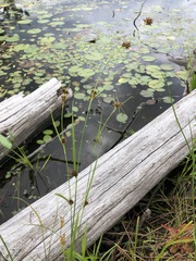 Rhynchospora capitellata