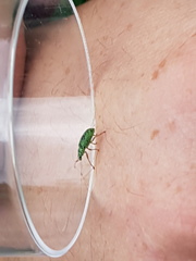 Polydrusus formosus