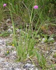 Knautia ressmannii