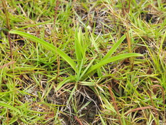 Murdannia loriformis