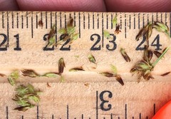 Rhynchospora capitellata