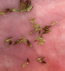 Rhynchospora capitellata