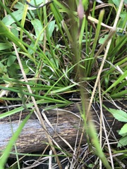 Rhynchospora capitellata