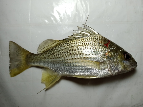 Fine-spotted grunter-bream (Pomadasys argenteus) — Haemulidae
