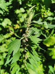 Leonurus quinquelobatus