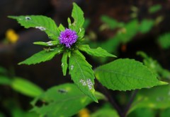 Phyllocephalum scabridum