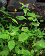 Phyllocephalum scabridum