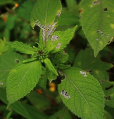 Phyllocephalum scabridum