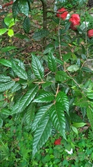 Quercus tatakaensis