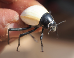 Onymacris langi