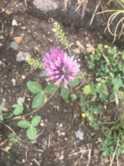 Trifolium pratense