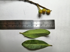 Alyxia spicata