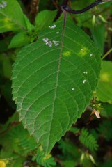 Phyllocephalum scabridum