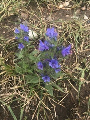 Echium vulgare