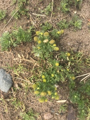 Matricaria discoidea