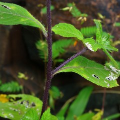 Phyllocephalum scabridum