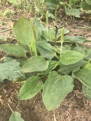 Plantago major