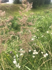Calamagrostis epigejos