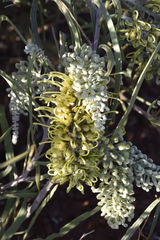 Grevillea striata