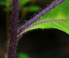 Phyllocephalum scabridum