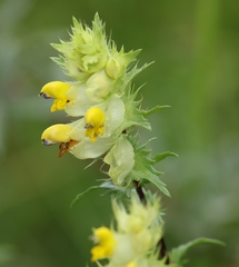 Rhinanthus glacialis