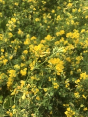 Medicago falcata