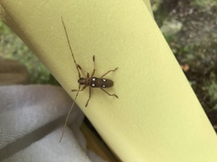 Eburia quadrigeminata