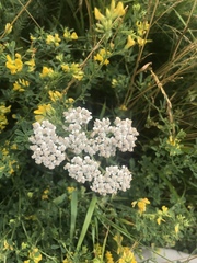 Achillea millefolium