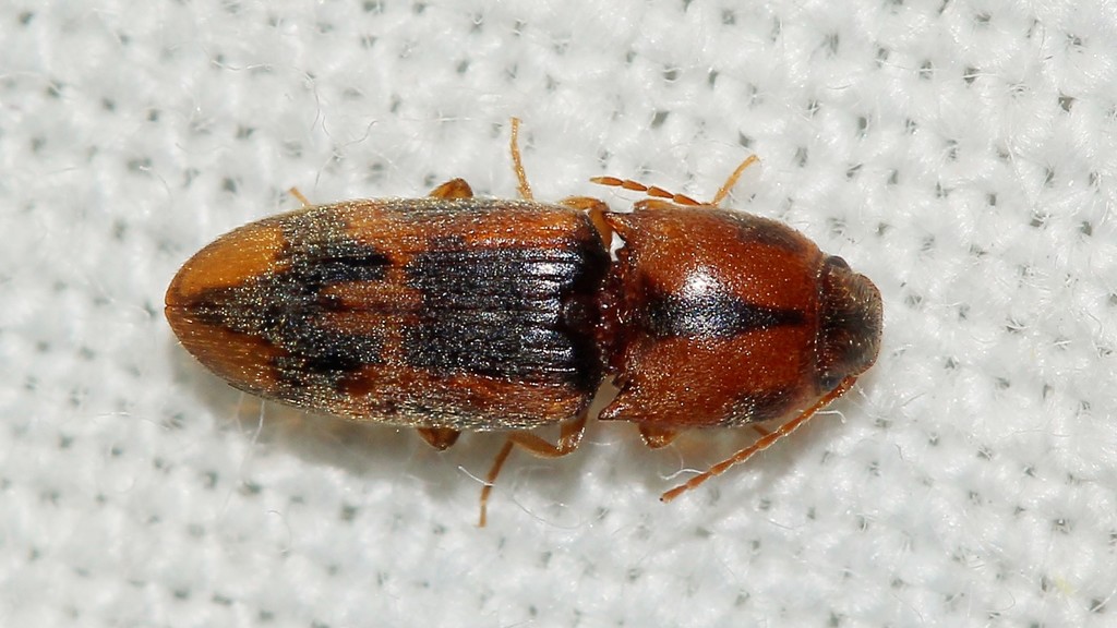 Aeolosomus