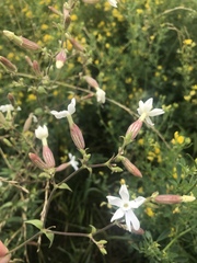 Silene latifolia alba