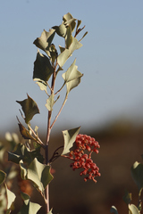 Grevillea wickhamii