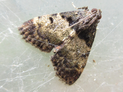 Lepidogma melanobasis