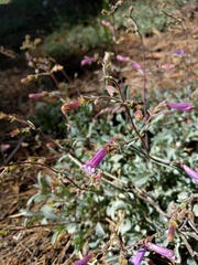 Penstemon caesius